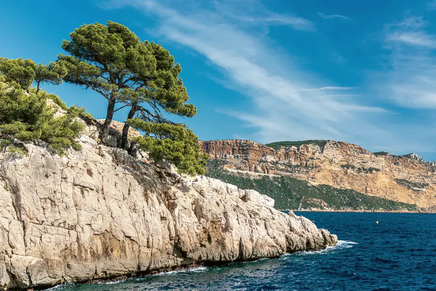 A lone pine on pale limestone cliffs above a deep blue Mediterranean cove.